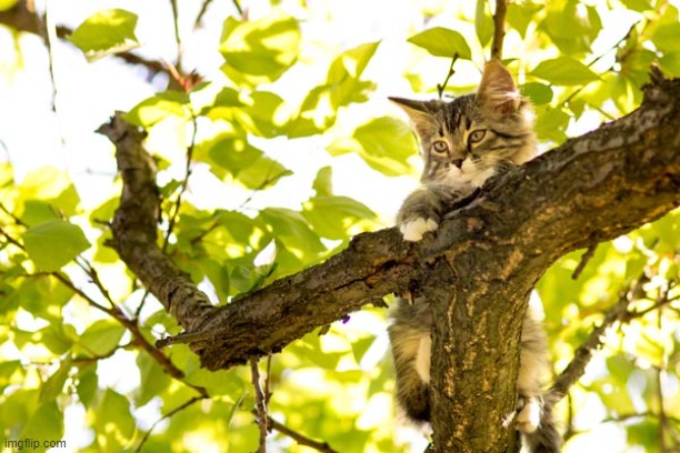 cat in tree | image tagged in cat in tree | made w/ Imgflip meme maker
