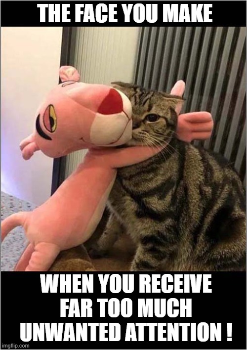 Pesky Pink Panther ! | THE FACE YOU MAKE; WHEN YOU RECEIVE FAR TOO MUCH UNWANTED ATTENTION ! | image tagged in cats,unwanted,attention,pink panther | made w/ Imgflip meme maker