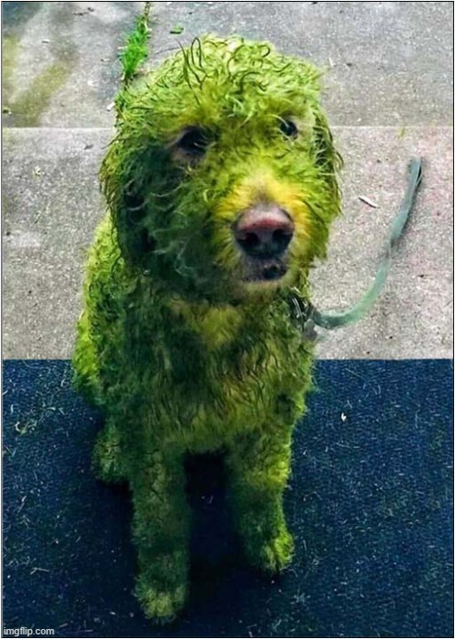 He Loves Rolling In Freshly Cut Wet Grass ! | image tagged in dogs,green,grass,st patrick's day | made w/ Imgflip meme maker