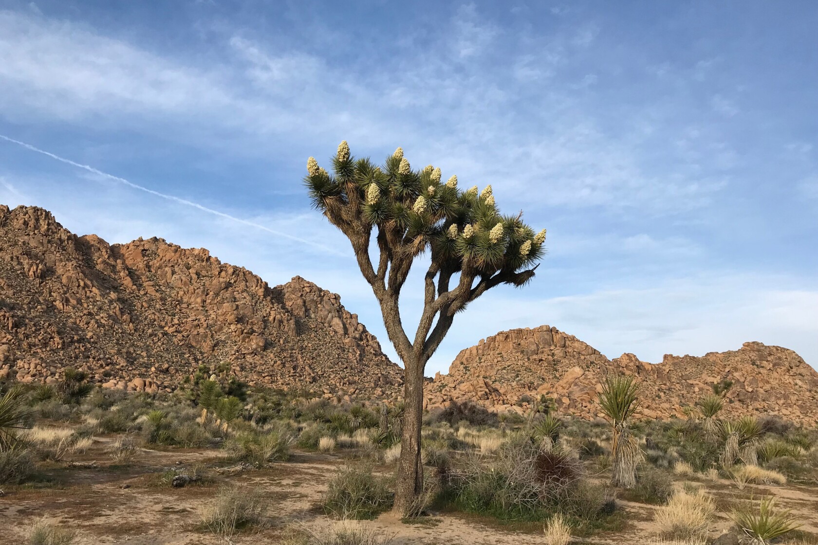 Joshua Tree Blank Meme Template