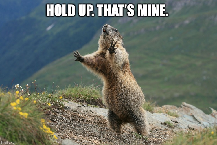 HOLD UP. THAT’S MINE. | image tagged in woodchuck | made w/ Imgflip meme maker