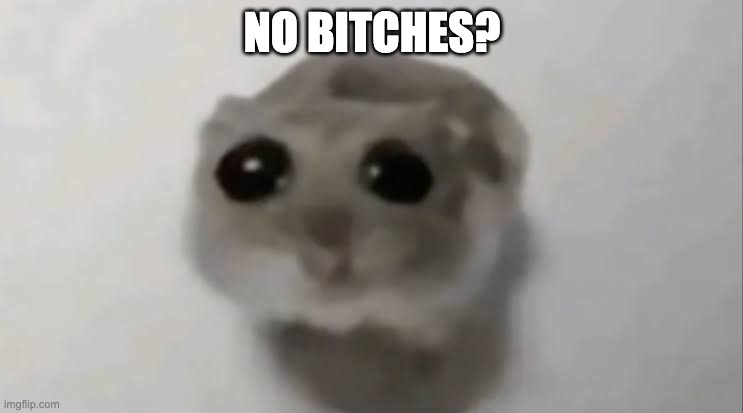 Sad Hamster | NO BITCHES? | image tagged in sad hamster | made w/ Imgflip meme maker