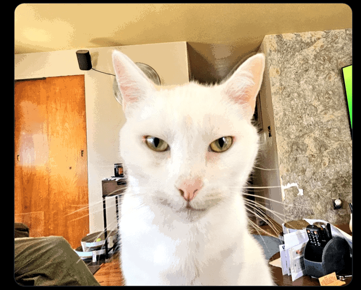 High Quality White cat Blank Meme Template