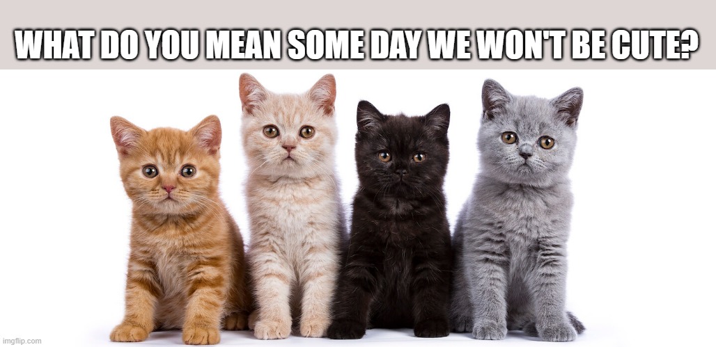 meme by Brad kittens learn they won't always be cute humor | WHAT DO YOU MEAN SOME DAY WE WON'T BE CUTE? | image tagged in cats,funny,funny cat memes,cute kittens,humor,funny meme | made w/ Imgflip meme maker