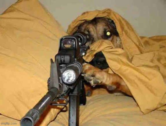 Sniper Dog | image tagged in sniper dog | made w/ Imgflip meme maker