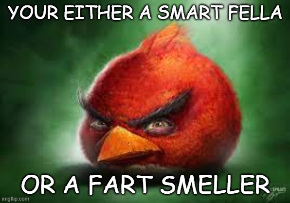yes | YOUR EITHER A SMART FELLA; OR A FART SMELLER | image tagged in realistic angry birds,memes,realistic red angry birds | made w/ Imgflip meme maker