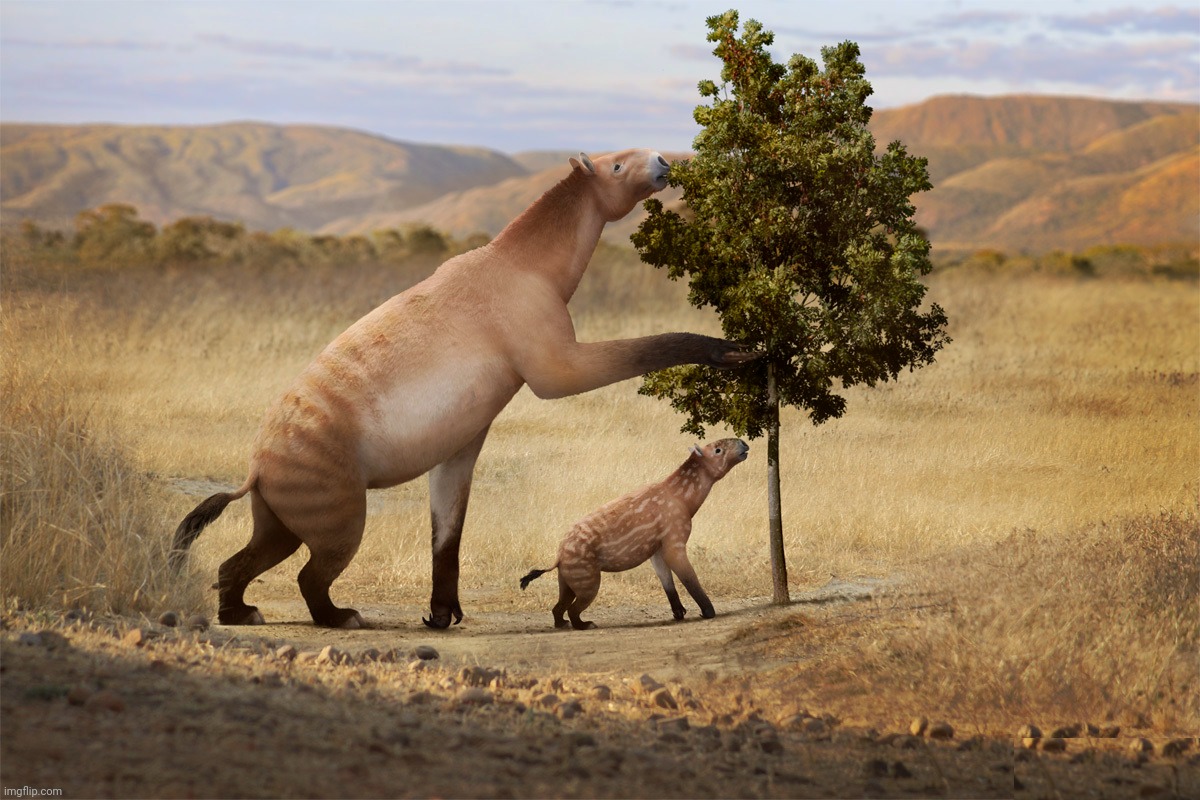 Chalicotherium | image tagged in chalicotherium | made w/ Imgflip meme maker