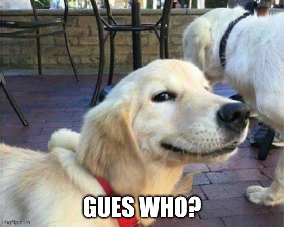 dog smiling | GUES WHO? | image tagged in dog smiling | made w/ Imgflip meme maker