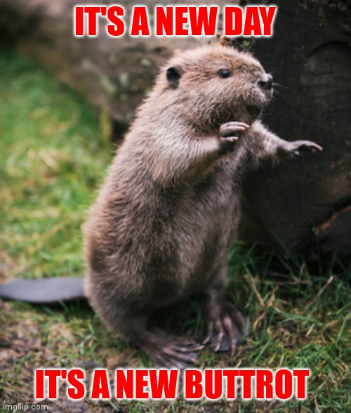 New Buttrot | IT'S A NEW DAY; IT'S A NEW BUTTROT | image tagged in beaver,funny memes | made w/ Imgflip meme maker