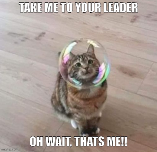 Alien cat | image tagged in cats,cat,funny cats,funny cat memes | made w/ Imgflip meme maker