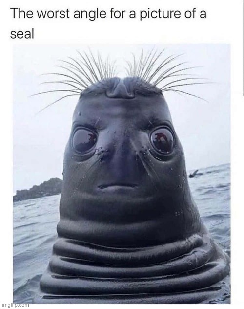 ... | image tagged in funny,seal,lol,haha,goofy,goofy ahh | made w/ Imgflip meme maker