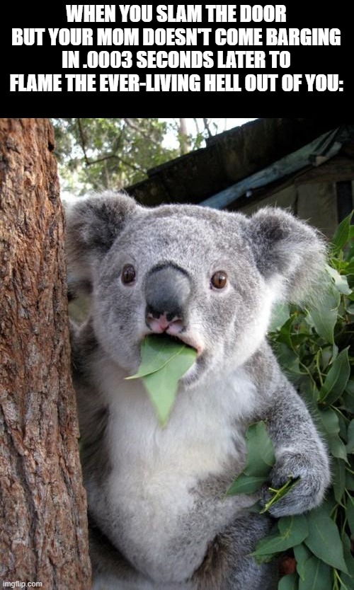 Surprised Koala | WHEN YOU SLAM THE DOOR BUT YOUR MOM DOESN'T COME BARGING IN .0003 SECONDS LATER TO FLAME THE EVER-LIVING HELL OUT OF YOU: | image tagged in memes,surprised koala | made w/ Imgflip meme maker
