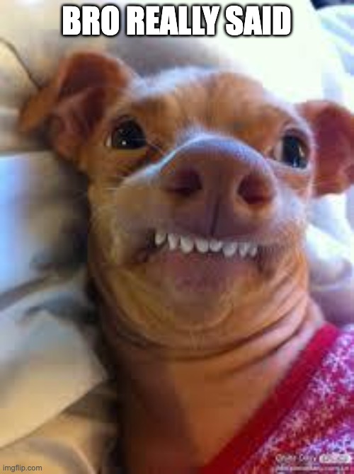 teeth dog | BRO REALLY SAID | image tagged in teeth dog | made w/ Imgflip meme maker