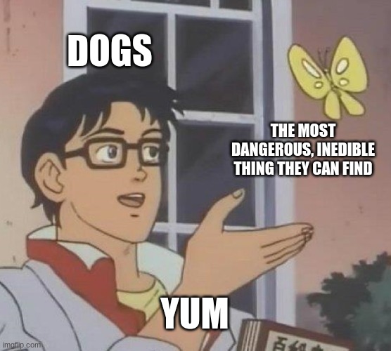 Is This A Pigeon | DOGS; THE MOST DANGEROUS, INEDIBLE THING THEY CAN FIND; YUM | image tagged in memes,is this a pigeon | made w/ Imgflip meme maker