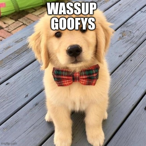 hello | WASSUP 
GOOFYS | image tagged in hello | made w/ Imgflip meme maker