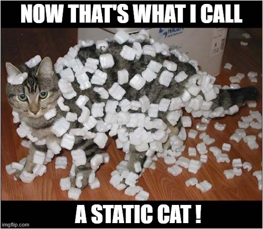 Forces Of Attraction At Work ! | NOW THAT'S WHAT I CALL; A STATIC CAT ! | image tagged in cats,electrostatic | made w/ Imgflip meme maker