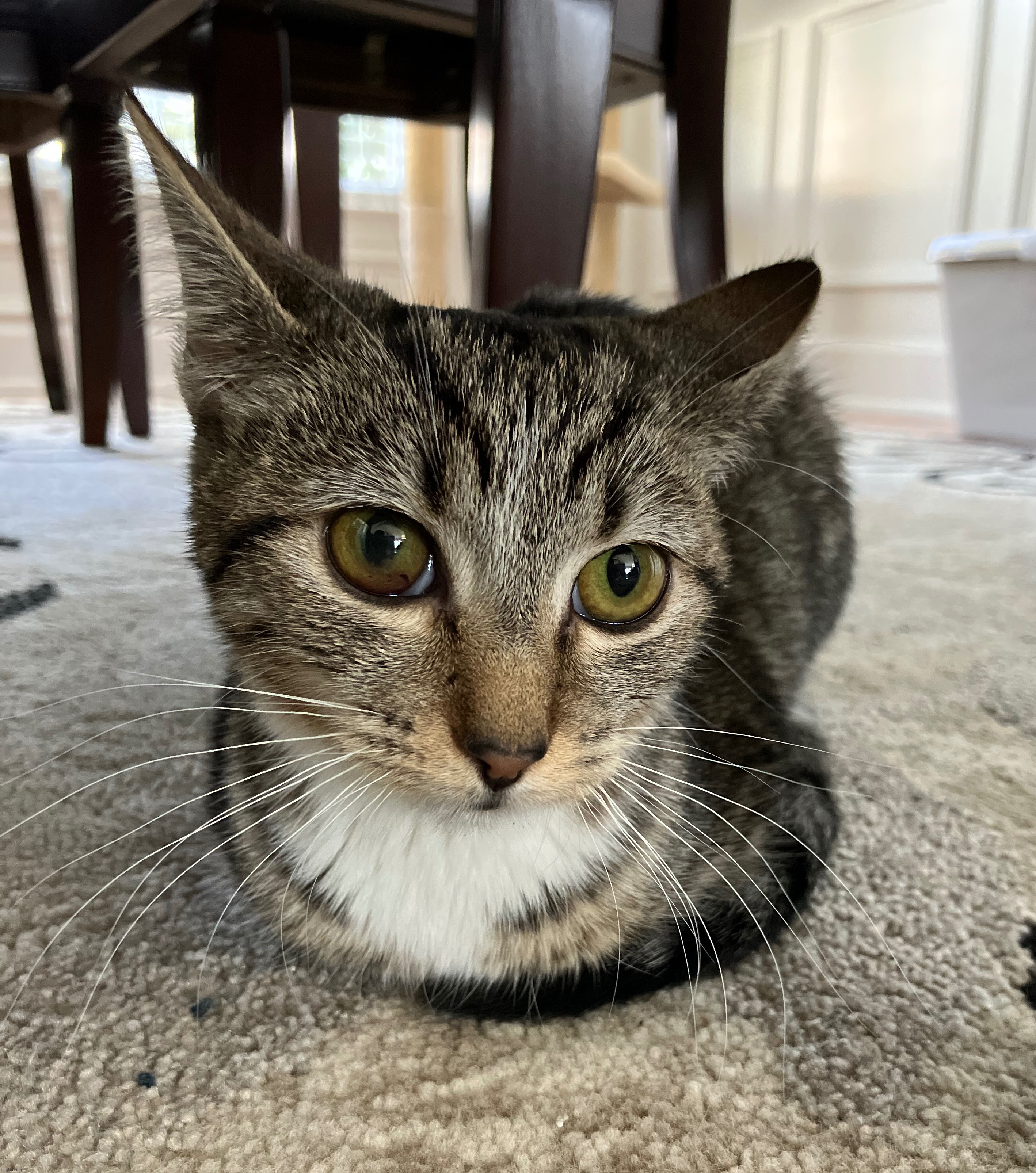my kitty lola | made w/ Imgflip meme maker
