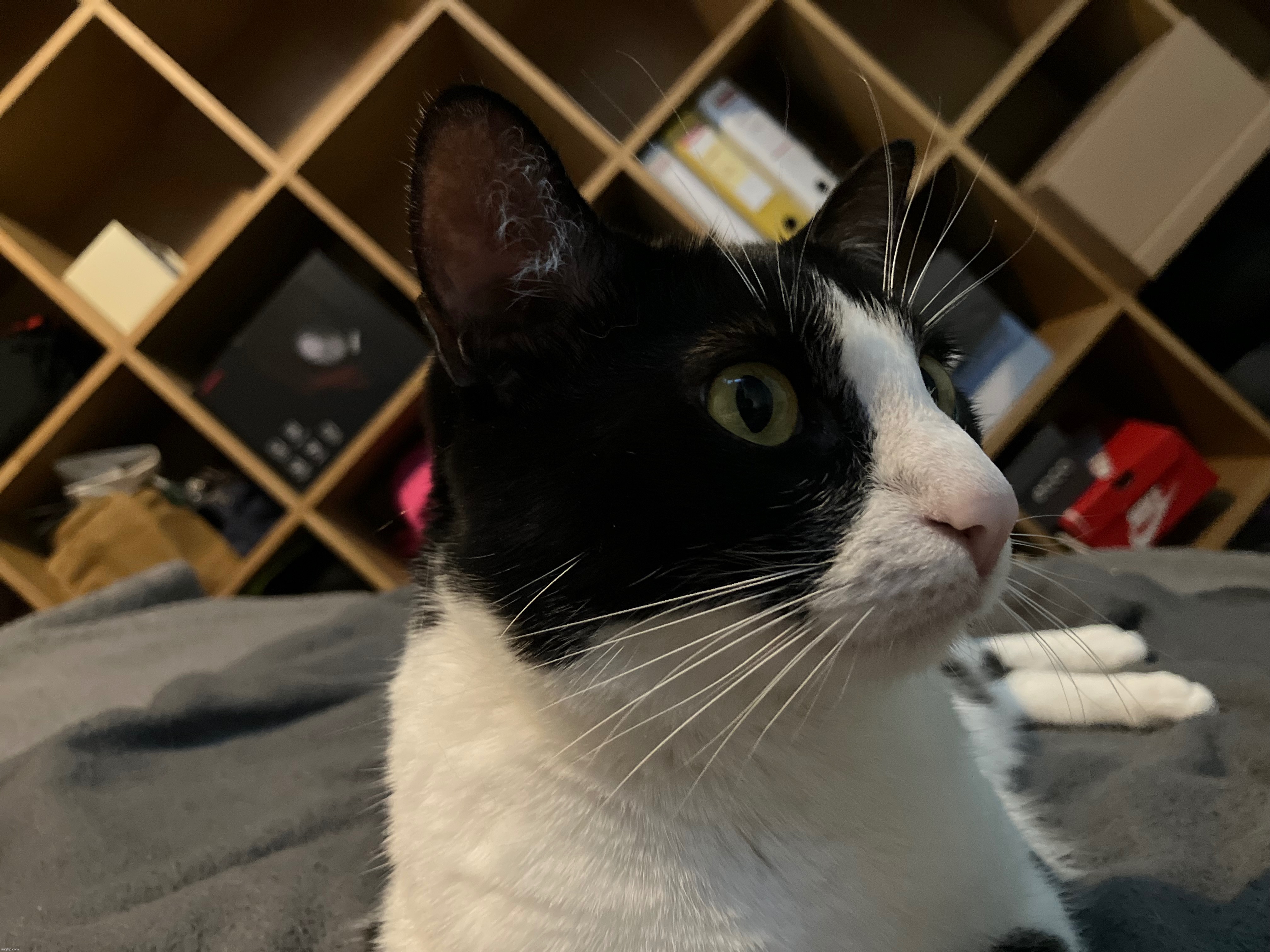 my aunt's cat | made w/ Imgflip meme maker