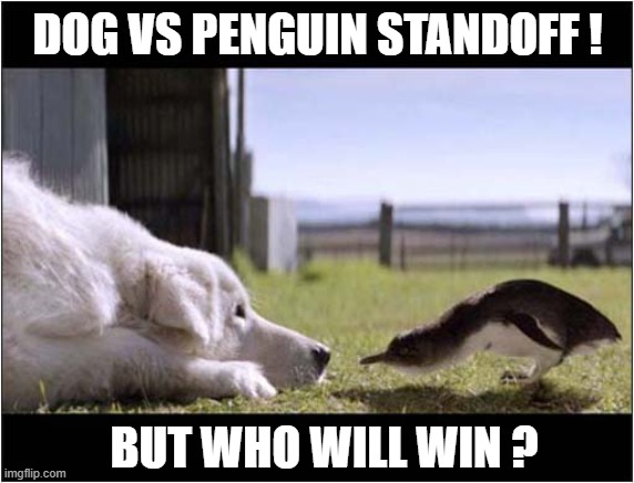 They Won't Back Down ! | DOG VS PENGUIN STANDOFF ! BUT WHO WILL WIN ? | image tagged in dogs,penguin,standoff | made w/ Imgflip meme maker