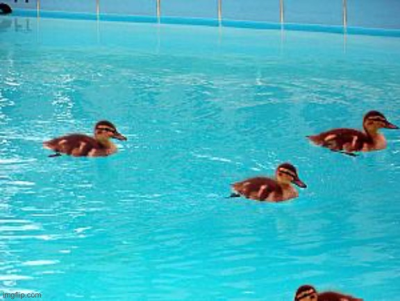 Duck in pool | image tagged in duck in pool | made w/ Imgflip meme maker