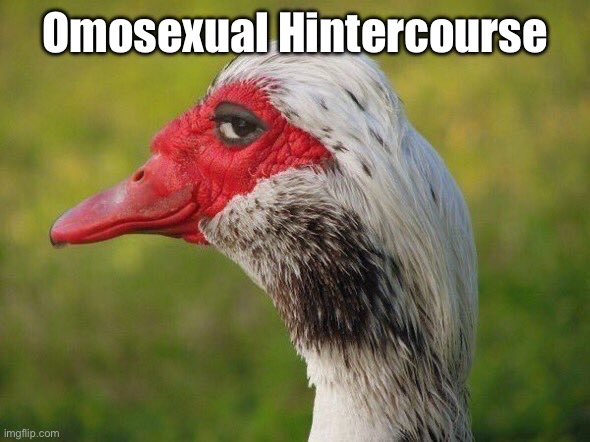 -_- | Omosexual Hintercourse | image tagged in sly duck | made w/ Imgflip meme maker