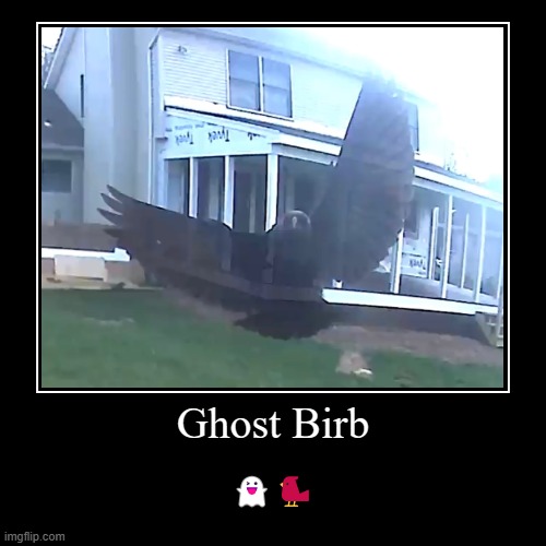 Ghost Bird | Ghost Birb | ?? | image tagged in funny,demotivationals,bird,birds,birdin,ghost bird | made w/ Imgflip demotivational maker