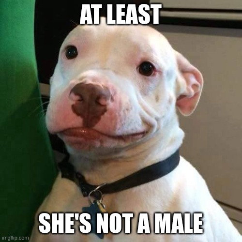 at least dog | AT LEAST SHE'S NOT A MALE | image tagged in at least dog | made w/ Imgflip meme maker