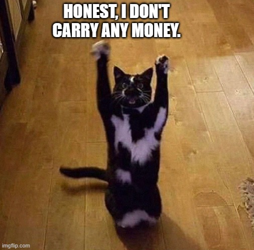 meme by Brad cat being held up | HONEST, I DON'T CARRY ANY MONEY. | image tagged in cats,funny,funny cats,humor,funny cat memes | made w/ Imgflip meme maker