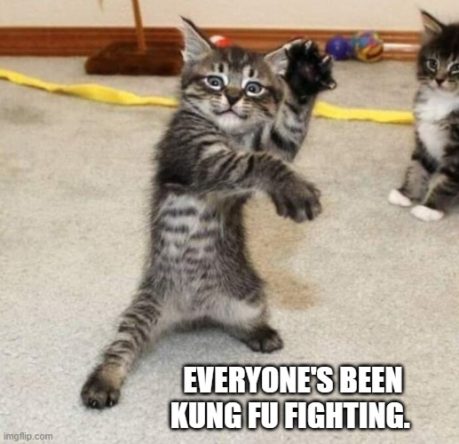 meme by Brad kitten / cat is kung fu fighting | EVERYONE'S BEEN KUNG FU FIGHTING. | image tagged in cats,funny,funny cat memes,martial arts,humor | made w/ Imgflip meme maker