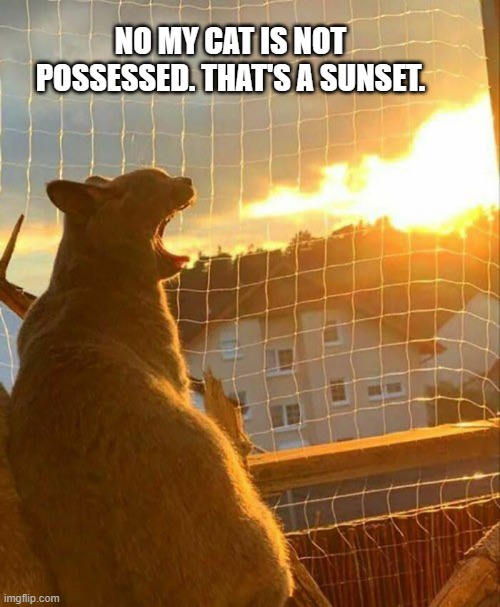 meme by Brad my cat is possessed | NO MY CAT IS NOT POSSESSED. THAT'S A SUNSET. | image tagged in cats,funny,funny cats,humor | made w/ Imgflip meme maker
