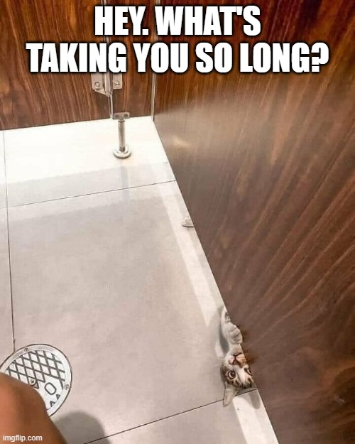 memes by Brad cat in bathroom with a person | HEY. WHAT'S TAKING YOU SO LONG? | image tagged in cats,funny,funny cat memes,funny cats,humor,bathroom humor | made w/ Imgflip meme maker