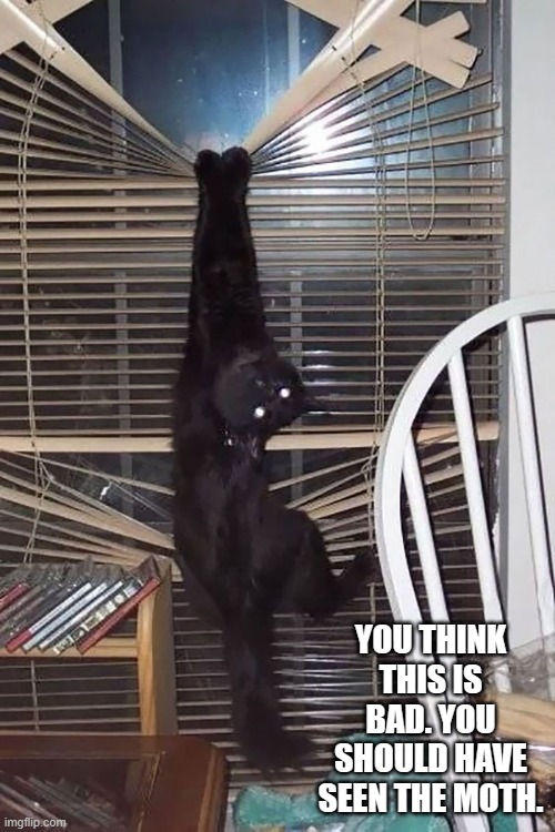memes by Brad cat hanging on window blinds | YOU THINK THIS IS BAD. YOU SHOULD HAVE SEEN THE MOTH. | image tagged in cats,funny,funny cat memes,humor,funny cats | made w/ Imgflip meme maker