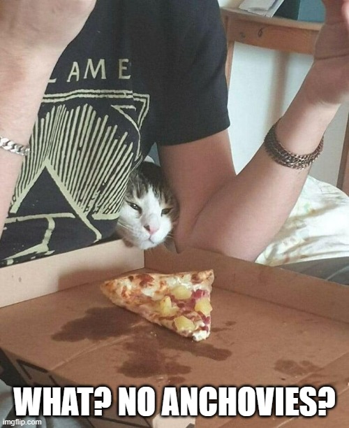 meme by Brad cat wants pizza | WHAT? NO ANCHOVIES? | image tagged in cats,funny,pizza,funny cat memes,humor | made w/ Imgflip meme maker