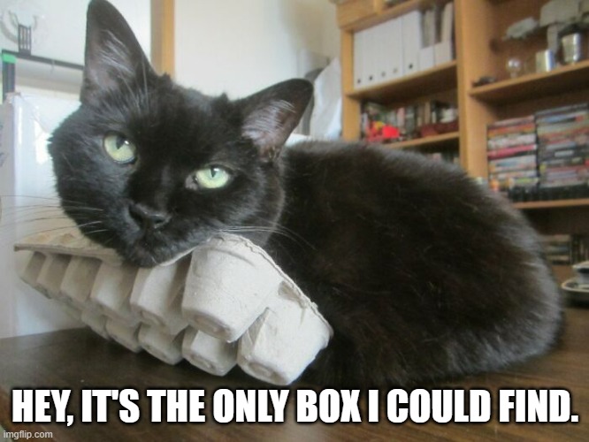 meme by Brad cats love boxes too | HEY, IT'S THE ONLY BOX I COULD FIND. | image tagged in cats,funny,box,funny cat memes,humor,kittens | made w/ Imgflip meme maker