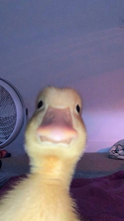 duck selfie Blank Meme Template