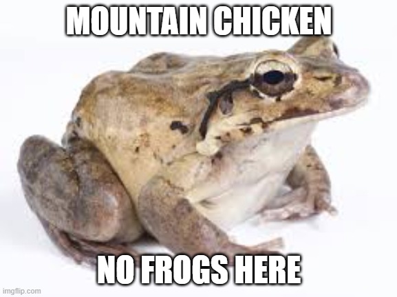 mountain chicken (fixed template) | MOUNTAIN CHICKEN; NO FROGS HERE | image tagged in mountain chicken,repost,memes | made w/ Imgflip meme maker