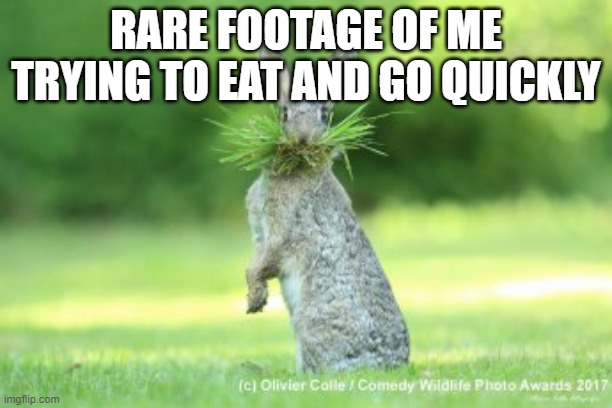 RARE FOOTAGE OF ME TRYING TO EAT AND GO QUICKLY | image tagged in rabbit | made w/ Imgflip meme maker