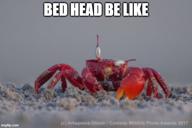 BED HEAD BE LIKE | image tagged in bad hair day,crab,crabs,bad hair | made w/ Imgflip meme maker