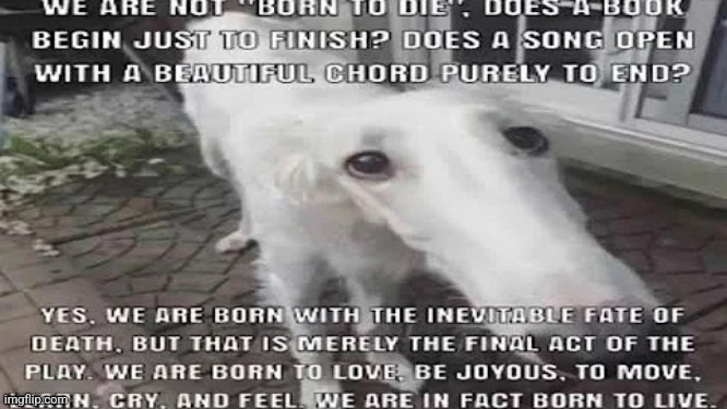 no one is born to die | image tagged in no one is born to die | made w/ Imgflip meme maker