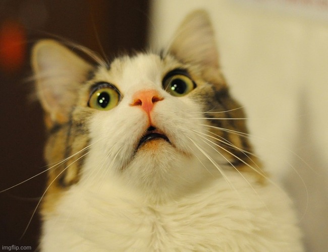 oh my god cat | image tagged in oh my god cat | made w/ Imgflip meme maker