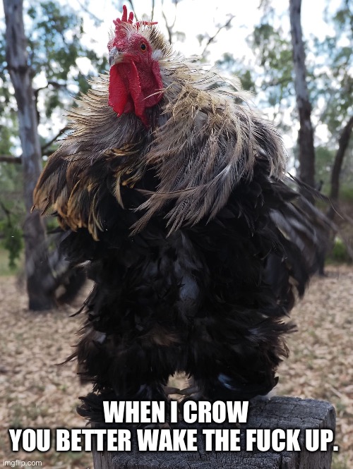 Wake up! | WHEN I CROW
YOU BETTER WAKE THE FUCK UP. | image tagged in angry rooster with collar | made w/ Imgflip meme maker