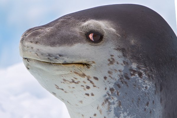 Leonard Seal Blank Meme Template