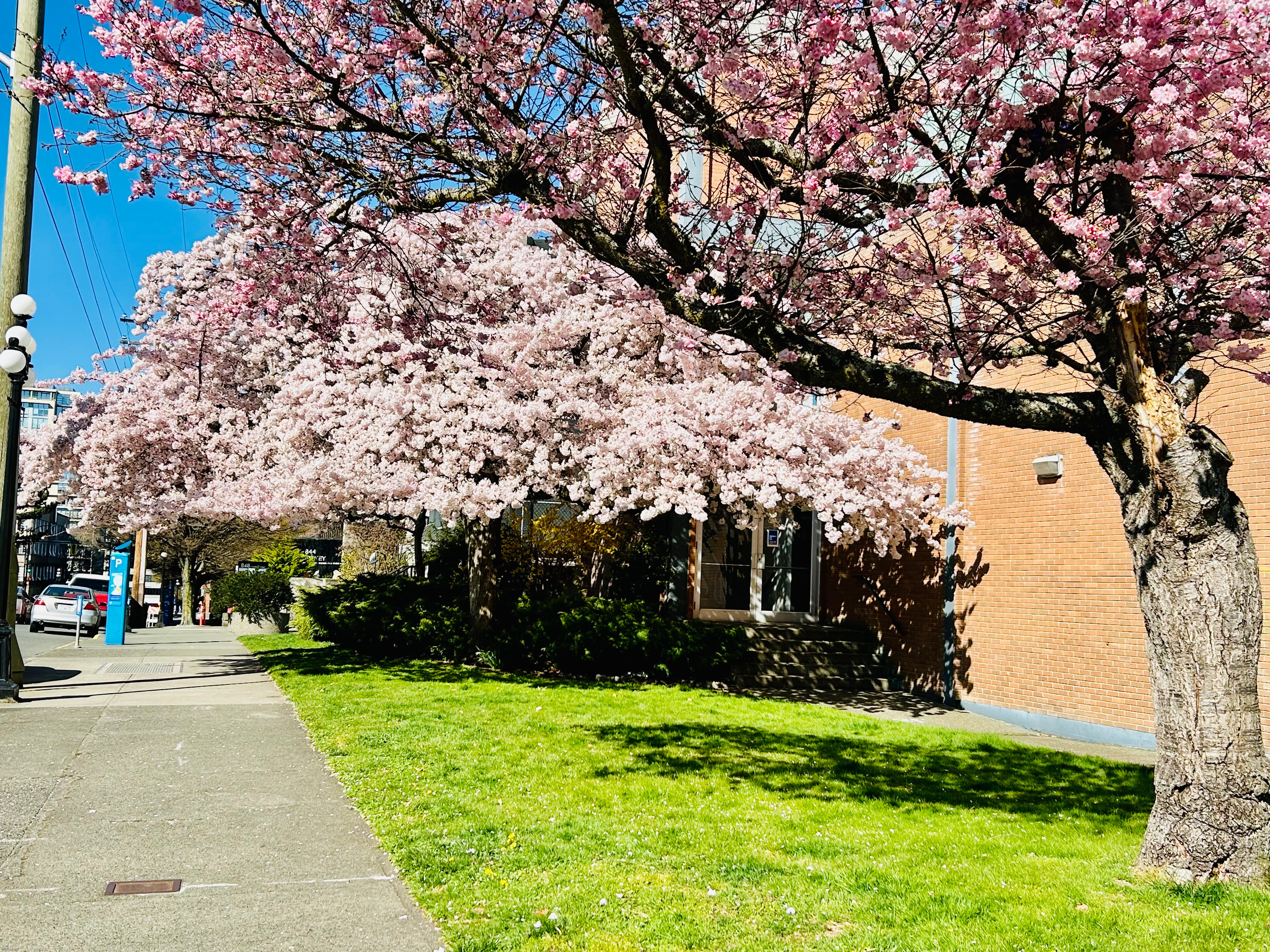 ✿ The cherry blossoms ✿ | made w/ Imgflip meme maker