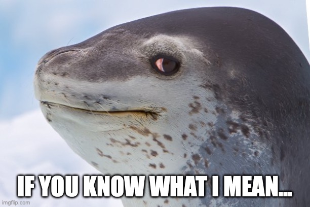 Leonard Seal | IF YOU KNOW WHAT I MEAN... | image tagged in leonard seal | made w/ Imgflip meme maker