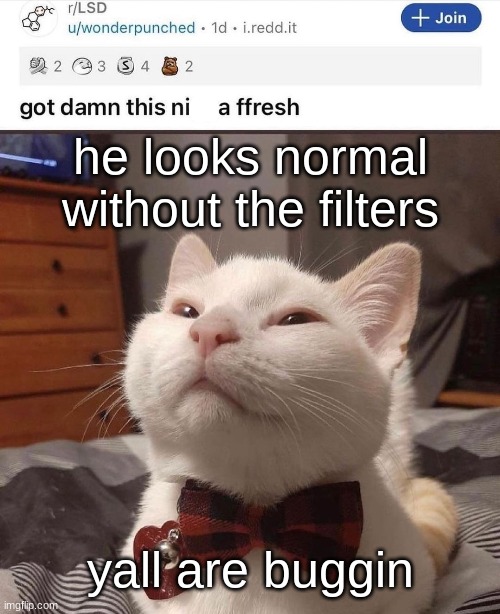 LSD cat | he looks normal without the filters; yall are buggin | image tagged in lsd cat | made w/ Imgflip meme maker