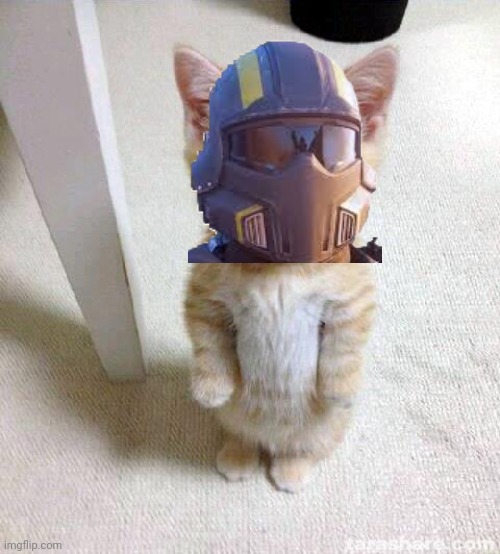 He's fighting for democracy | image tagged in memes,cute cat | made w/ Imgflip meme maker