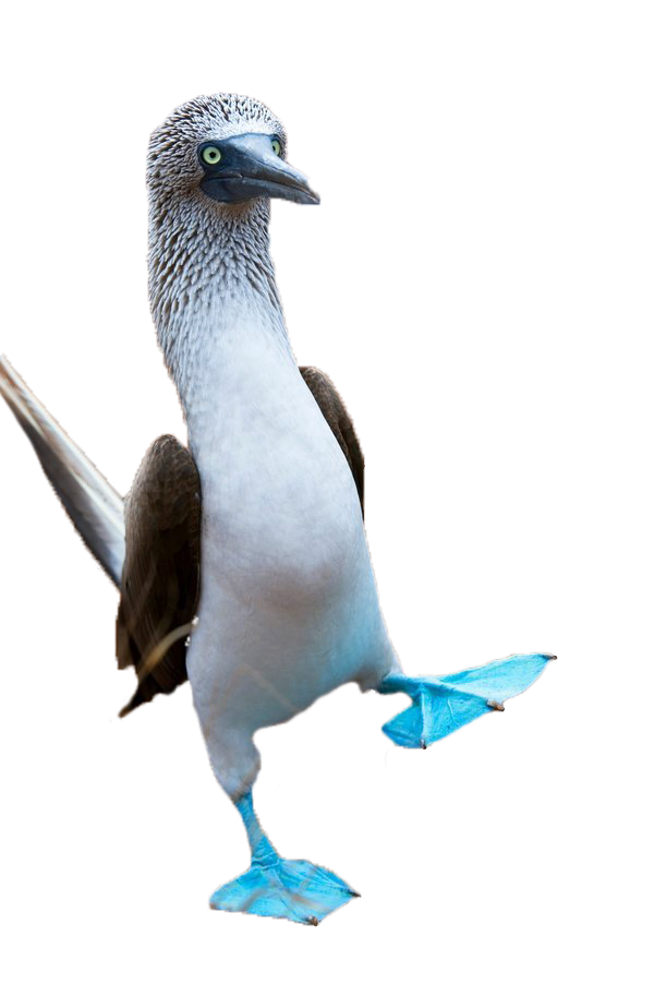 High Quality Blue Footed Boobie Blank Meme Template