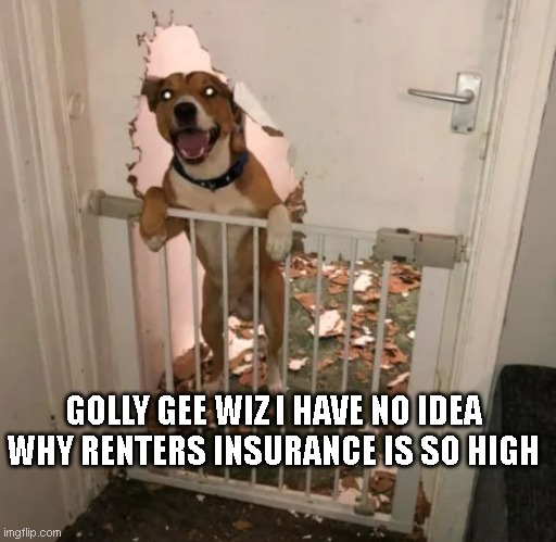 dumb mutts | GOLLY GEE WIZ I HAVE NO IDEA WHY RENTERS INSURANCE IS SO HIGH | image tagged in pitbulls | made w/ Imgflip meme maker