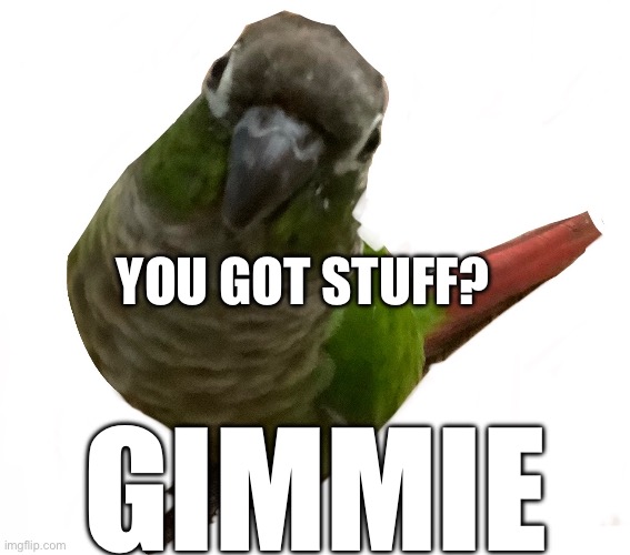 GreenBegs | YOU GOT STUFF? GIMMIE | image tagged in birb,original meme,begging | made w/ Imgflip meme maker