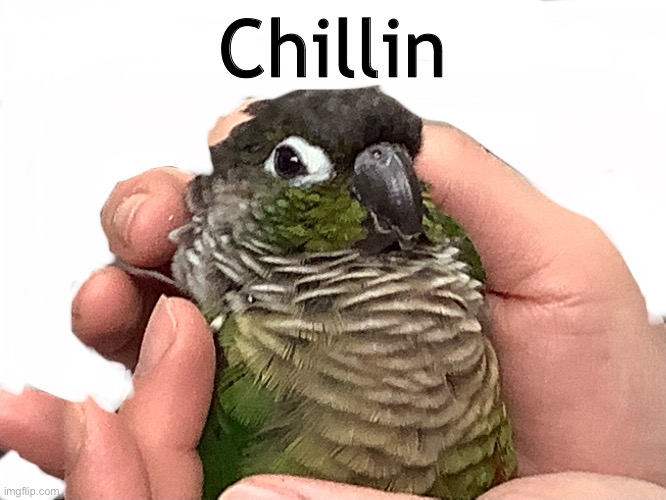 GreenChillin | Chillin | image tagged in birb,original meme | made w/ Imgflip meme maker